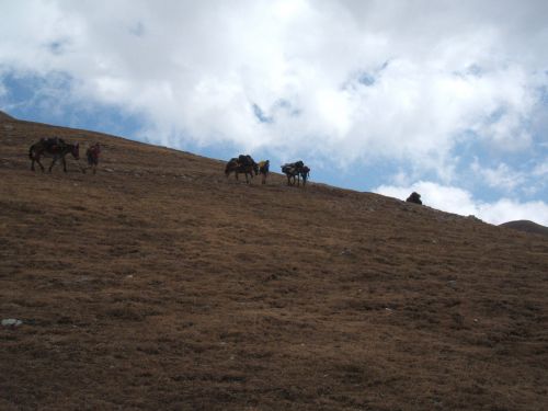trekking con i muli-138.JPG
